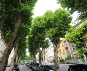 rangée d'arbre dans une rue de la ville de metz
