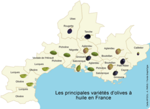 carte de variété des olives en France